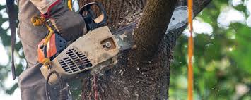 How Our Tree Care Process Works  in  Neptune Beach, FL