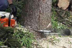 Reliable Neptune Beach, FL Tree Removal Solutions