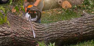 Best Grass Overseeding  in Neptune Beach, FL