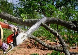 Best Hazardous Tree Removal  in Neptune Beach, FL
